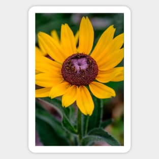 Rudbeckia Hirta, Yellow Flower Photograph Sticker